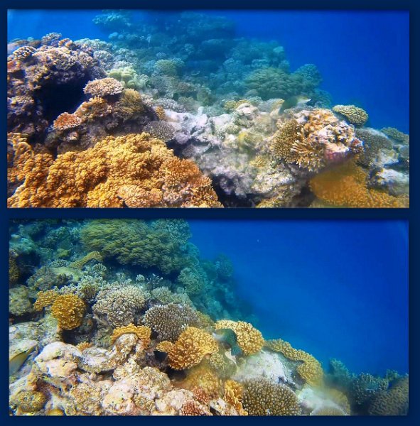FromMovies9.jpg - Snorkelling at Moore Reef