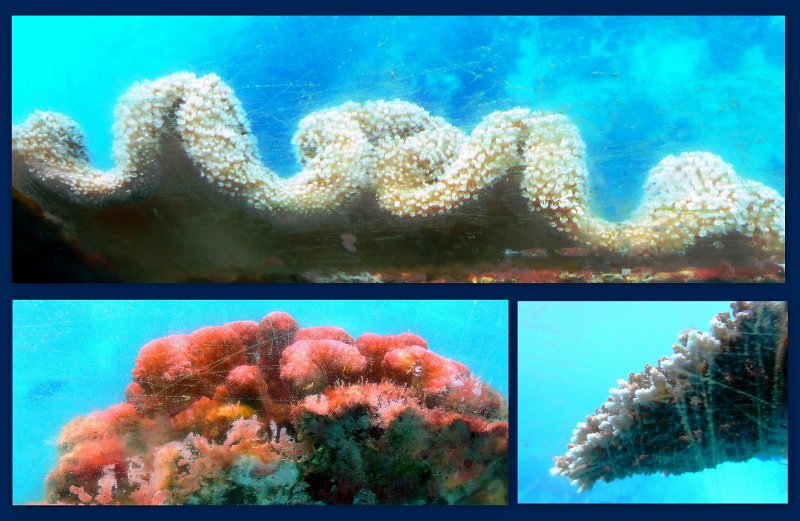 Joys.jpg - Moore Reef pontoon - Joy's glass bottom boat tour