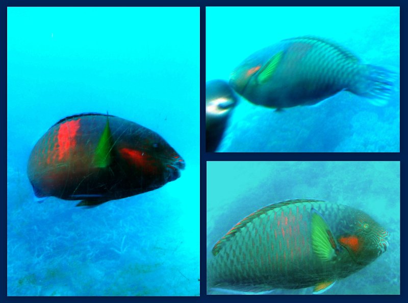 Joys1.jpg - Moore Reef pontoon - Joy's glass bottom boat tour