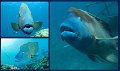 30CairnsReef12