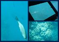 30CairnsReef3
