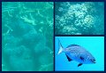 30CairnsReef4