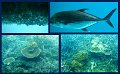 30CairnsReef6