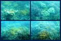 30CairnsReef7