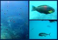 30CairnsReef9
