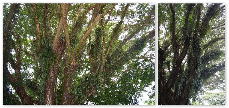 01Mossman.jpg - Cairns Villa and Leisure Park - huge Fig tree with masses of ferns on the branches