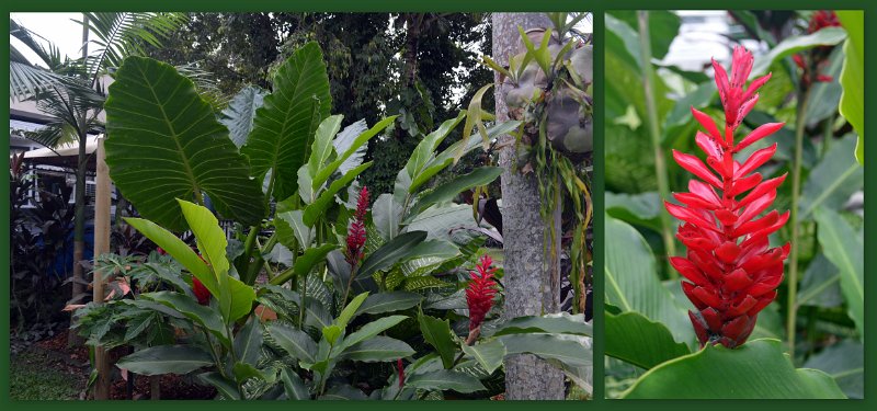 01Mossman4.jpg - Mossman - lush growth at the Riverside Leisure Park