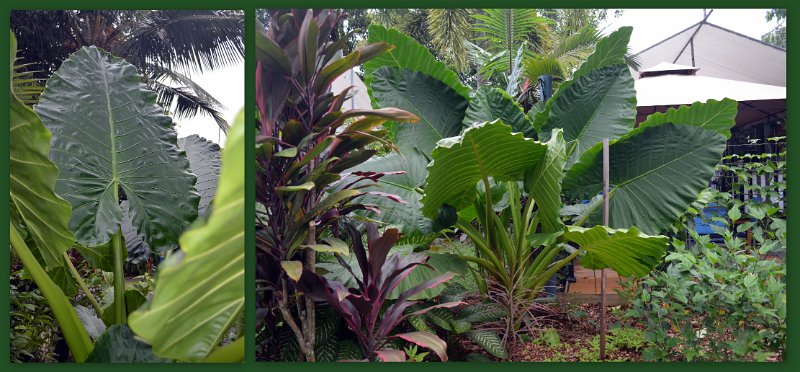 01Mossman5.jpg - Mossman - lush growth at the Riverside Leisure Park