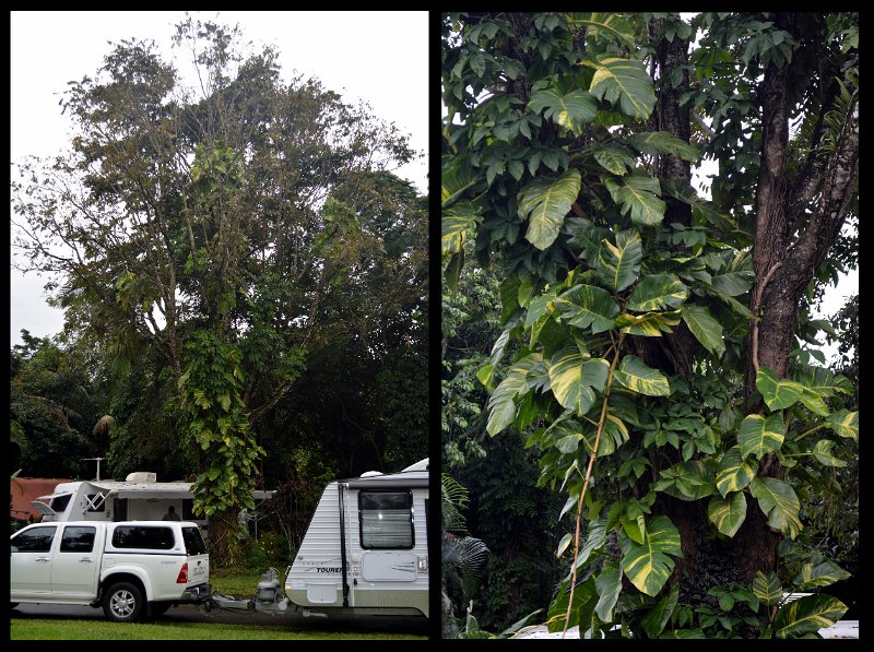 02Daintree1.jpg - Mossman - lush growth at the Riverside Leisure Park