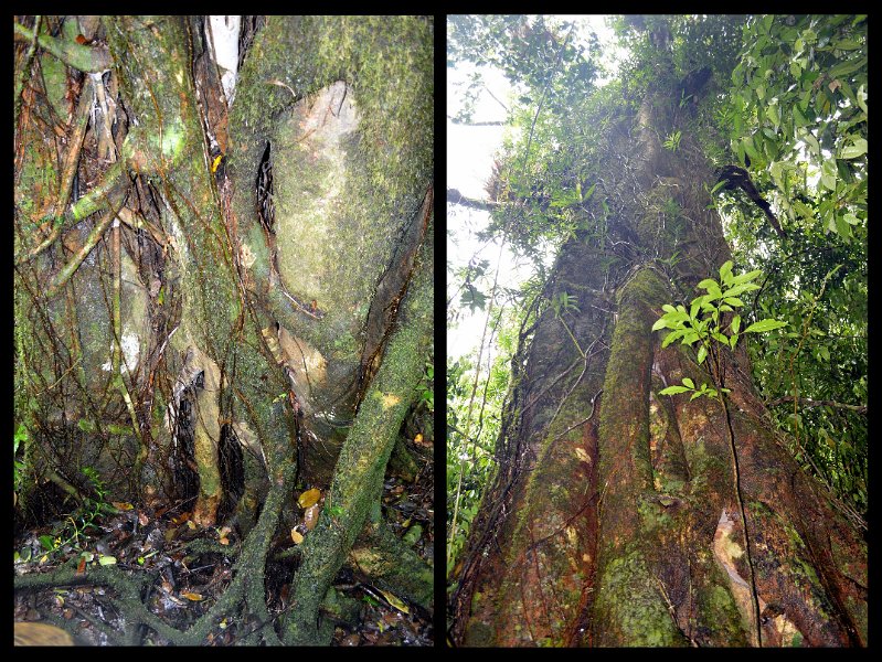 02Daintree12.jpg - Mossman Gorge