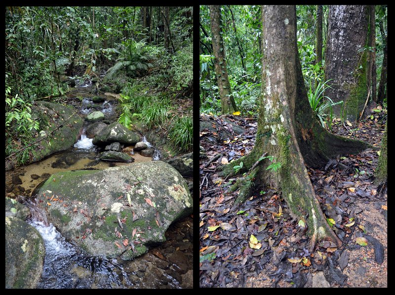 02Daintree13.jpg - Mossman Gorge