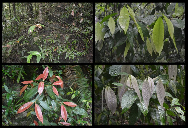 02Daintree14.jpg - Mossman Gorge