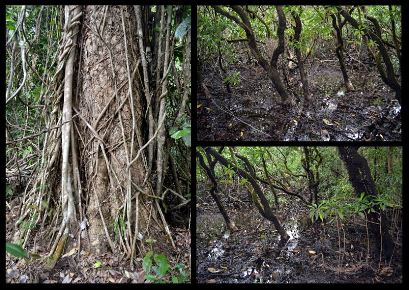 02Daintree20.jpg - Daintree Coast - Cape Tribulation