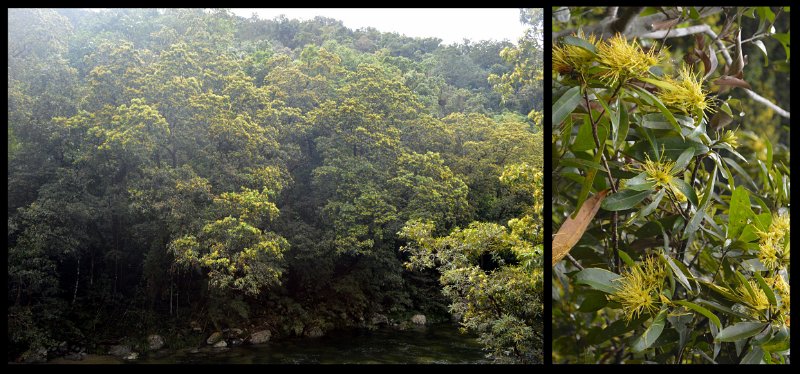 02Daintree8.jpg - Mossman Gorge
