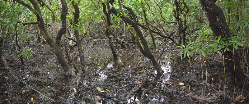02DaintreePanorama12.JPG - Daintree Coast - Cape Tribulation mangroves