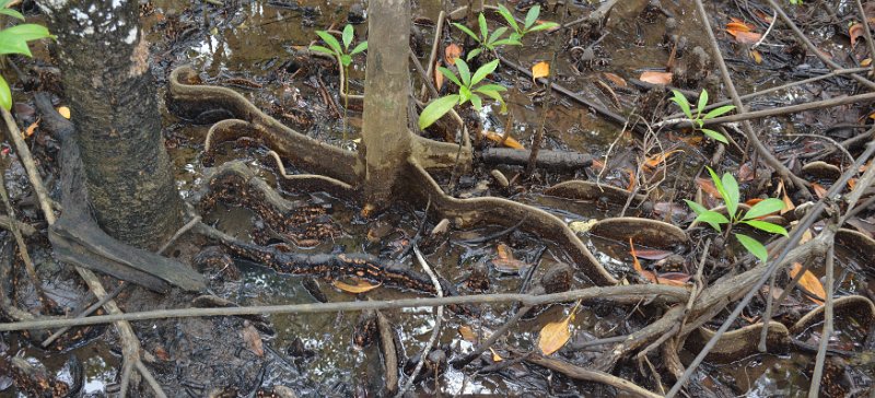 02DaintreePanorama13.JPG - Daintree Coast - Cape Tribulation, trees with "Buttress root" system