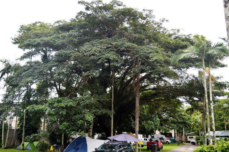 DSC_0006.JPG - Cairns Villa and Leisure Park - huge Fig tree with masses of ferns on the branches