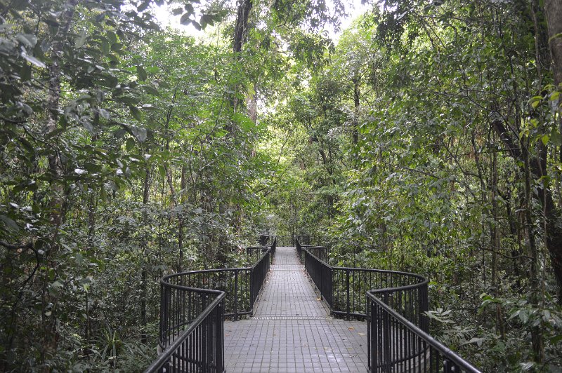 DSC_0032.JPG - Mossman Gorge boardwalk