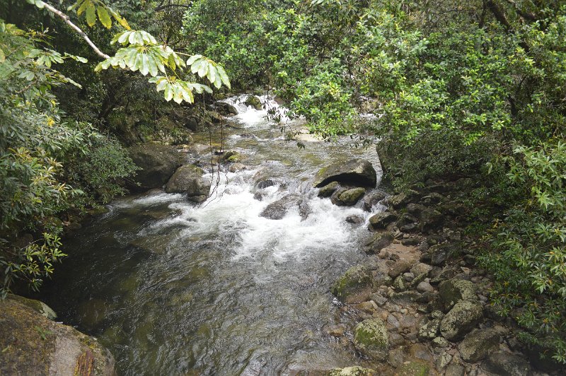 DSC_0066.JPG - Mossman Gorge - Rex Creek suspension bridge
