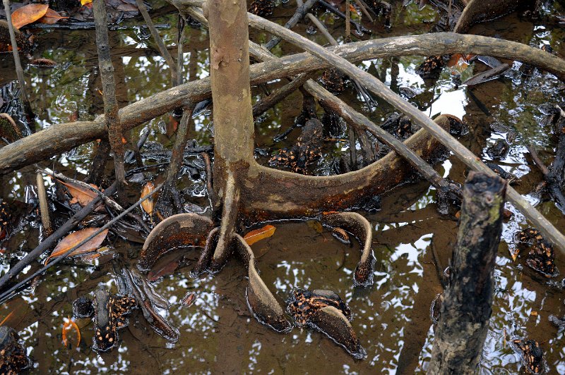 DSC_0138.JPG - Daintree Coast - Cape Tribulation, trees with "Buttress root" system