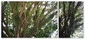 01Mossman