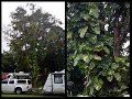 02Daintree1