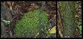 02Daintree11