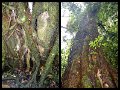 02Daintree12