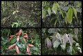 02Daintree14