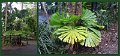 02Daintree18