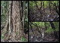 02Daintree20