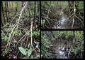 02Daintree21