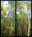 02Daintree5