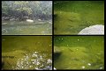 02Daintree6