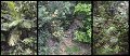 02Daintree7