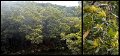 02Daintree8