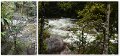 02Daintree9