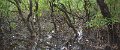 02DaintreePanorama12