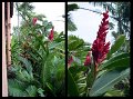 03Cooktown3