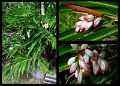 03Cooktown4