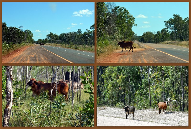 04ToCoen9.jpg - Peninsula Development Road (PDR) - from Laura to Coen
