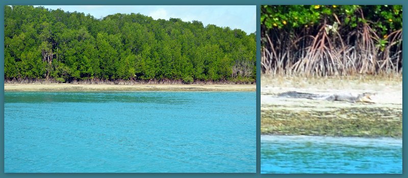 06CapeYork29.jpg - Torres Strait - Saltwater crocodile near Horn Island