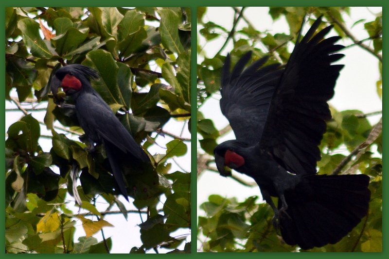 06CapeYork31.jpg - Seisia - a rare Great Palm Cockatoo (page 244)