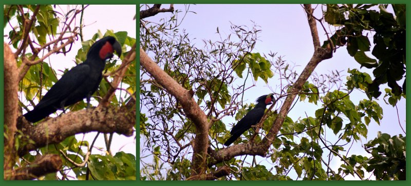 06CapeYork32.jpg - Seisia - a rare Great Palm Cockatoo (page 244)