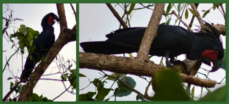 06CapeYork33.jpg - Seisia - a rare Great Palm Cockatoo (page 244)