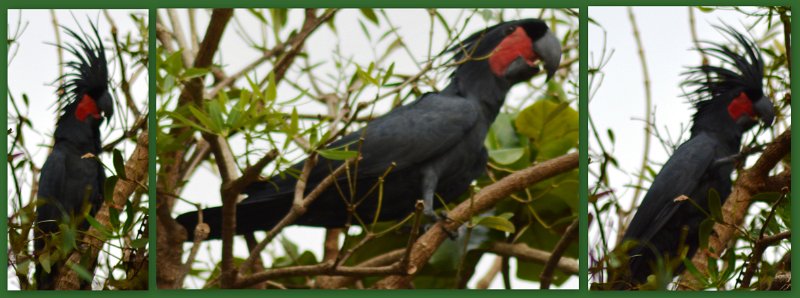 06CapeYork34.jpg - Seisia - a rare Great Palm Cockatoo (page 244)