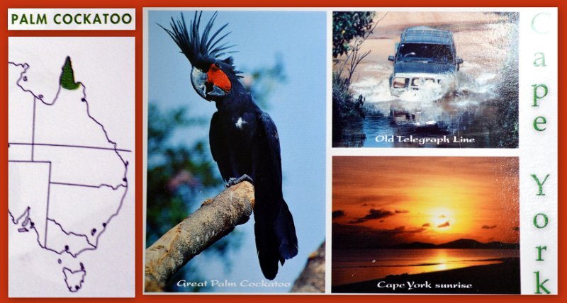 06Ctoo.jpg - Seisia - Limited distribution of the Great Palm Cockatoo (page 244)