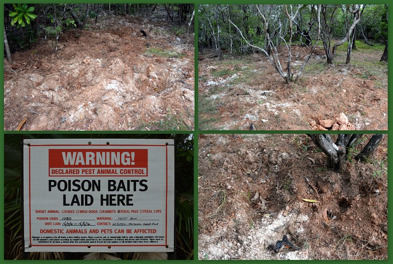 07TheTip10.jpg - Cape York - Feral pig severe damage near Fruit Bat Falls