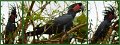06CapeYork34