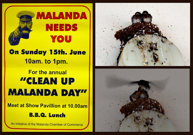 11ToEttyBay12.jpg - Atherton Tablelands - Malanda; nesting Welcome Swallows (page 478) feeding two noisy chicks